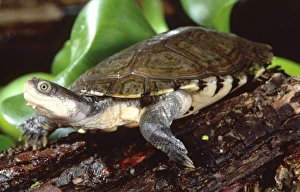 Helmet Prints: African Helmeted Turtle, Pelomedusa subrufa, Native to Sub Saharan Africa