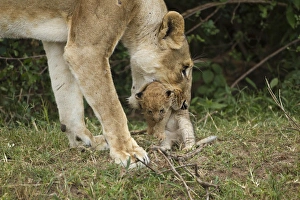 Joe Mcdonald Prints: African, Kenya, Masai Mara Game Reserve, African Lion, Panthera leo, lioness carrying cub
