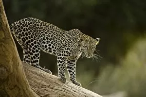 Images Dated 8th November 2005: African Leopard