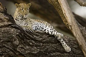 Images Dated 16th February 2005: African Leopard