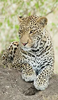 Leopard Prints: African leopard, Kenya, Africa
