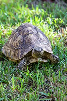 Savannah Prints: African leopard tortoise