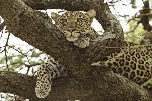 African leopard in tree, Panthera pardus pardus, Serengeti National Park, Tanzania