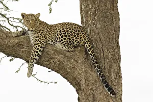 Images Dated 1st July 2019: African leopard in tree, Panthera pardus pardus, Serengeti National Park, Tanzania