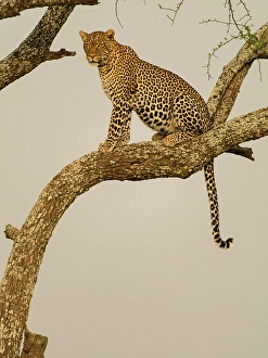 Images Dated 27th June 2024: African leopard in tree, Serengeti National Park, Tanzania, Africa