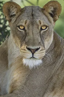 Whiskers Prints: African lion, Mashatu Reserve, Botswana