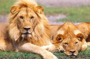 Images Dated 12th January 2012: African Lion Pair