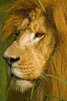 Lincoln Peak Prints: African lion, Panthera leo, the worlds largest cat is known as the king of beasts