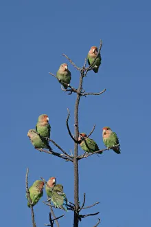 African Lovebirds, Agapornis Rosecolis, socialize while perched in a tree, Keetmanshoop