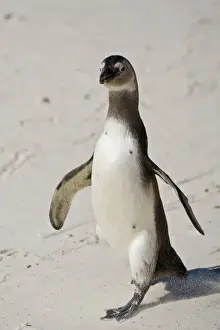 African Penguin, formerly known as Jackass Penguin at Boulders beach near Cape Town, South Africa