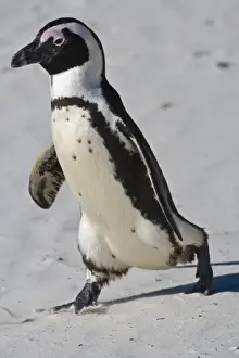 African Penguin, formerly known as Jackass Penguin at Boulders beach near Cape Town, South Africa