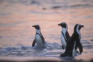 Images Dated 9th November 2004: African Penguin (Spheniscus demersus) or Jackass Penguin near Capetown, South Africa