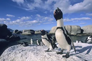 African Penguin ((Spheniscus demersus) wild, Cape Peninsula,s Africa