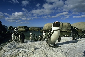 Funny Prints: African Penguins, (Spheniscus demersus), wild, Cape Peninsula, South Africa