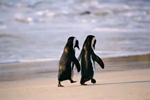 African Penguins walking hand in hand near Capetown, South Africa African Penguins walking hand in hand near Capetown, South Africa