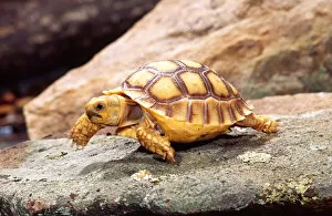 Images Dated 28th February 2007: African Spur-thighed Tortoise Geochelone sulcata Native to Africa