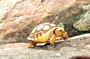 African Spur-thighed Tortoise Geochelone sulcata Native to Africa