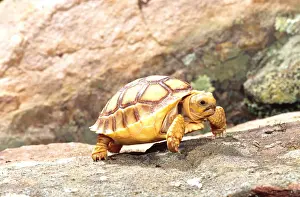 Tortoise Prints: African Spur-thighed Tortoise Geochelone sulcata Native to Africa