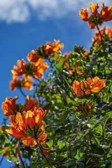 African tulip tree