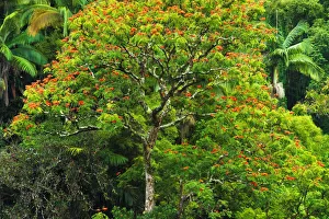 Verdant Prints: African Tulip tree and lush vegetation on the Hamakua Coast, The Big Island, Hawaii, USA