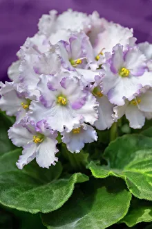 Lavender Prints: African violet