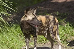 African wild dog, Lycaon pictus, a social predator, unique pack-living canid, most endangered