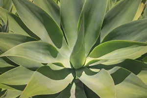 Santa Barbara Prints: Agave Attenuata, native to Mexico, is often known as the lions tail, swans neck or foxtail