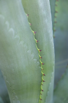 Succulent Prints: Agave cactus, Austin, Texas, USA