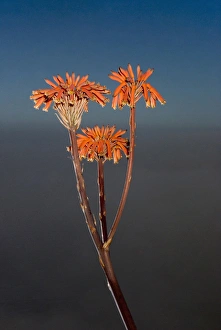 Images Dated 17th June 2006: Agave flowers, Big Sur, California