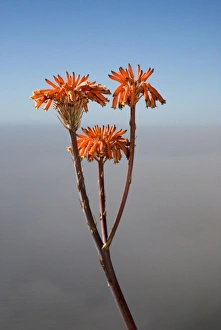 Images Dated 17th June 2006: Agave flowers, Big Sur, California