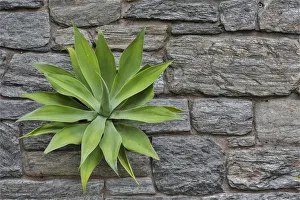 Pennsylvania Prints: Agave growing through stone wall the ruins. Chanticleer Garden, Wayne, Pennsylvania