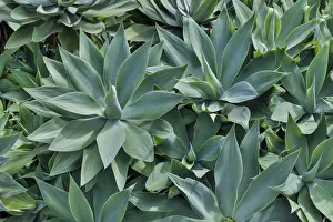 Agave Kula Botanical Gardens, Upcountry, Maui, Hawaii