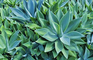 Agave Prints: Agave Kula Botanical Gardens, Upcountry, Maui, Hawaii