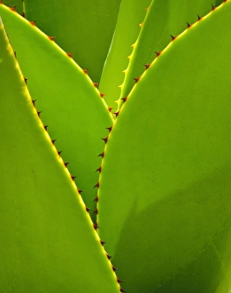 Agave Leaves, Succulent Garden, Kiahuna Plantation, Poipu, Kauai, Hawaii