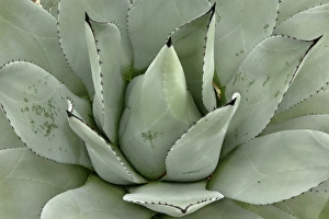 Agave Prints: Agave plant pattern