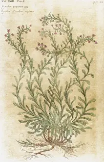 Herb Prints: Ageratum. Seventeenth-century engraving in Bibliotheca Pharmaceutica-Medica by J