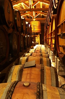 The aging cellar with oak barrels and larger wooden vats. Chateau de Beaucastel, Domaines Perrin