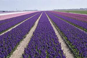 Images Dated 25th April 2008: Agricultural field of Hyacinth Flowers, Netherlands, Holland