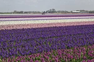Images Dated 25th April 2008: Agricultural field of Hyacinth Flowers, Netherlands, Holland