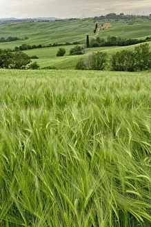 Wheat Field Prints: Agricultural wheat field, Tuscany region of Italy