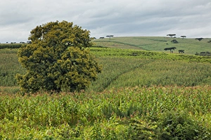 Images Dated 6th September 2011: Agriculture (Corn) growing in lush fields, Kenya, Africa