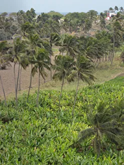 Dry Season Prints: Agriculture near Pedra Badejo. Santiago Island, Cape Verde