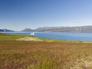 Agriculture and sheep farming near Itilleq in South Greenland at the shore of Eriksfjord