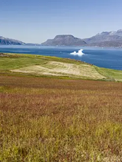 South Greenland Prints: Agriculture and sheep farming near Itilleq in South Greenland at the shore of Eriksfjord