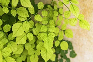 Images Dated 27th January 2023: Aigues-Mortes, Gard, Occitania, France. Green leaves of a vine climbing on a wall