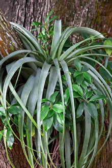 Air plant