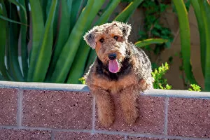 Airedale coming over a wall