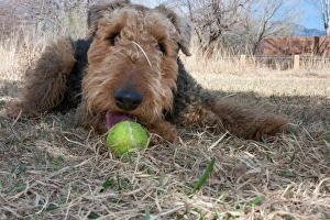 Images Dated 14th March 2012: Airedale playing ball in dried grasses