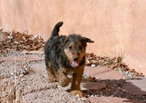 Images Dated 3rd March 2012: Airedale Puppy walking on garden path