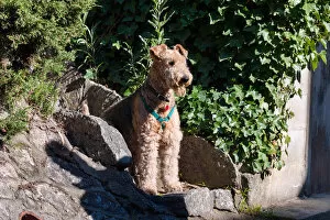 Images Dated 21st February 2006: Airedale sitting on stone steps